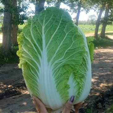 张家口蔚县白菜
