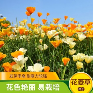 花菱草种子多年生草本植物耐寒力强庭院阳台绿化四季易播