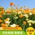 花菱草种子多年生草本植物耐寒力强庭院阳台绿化四季易播