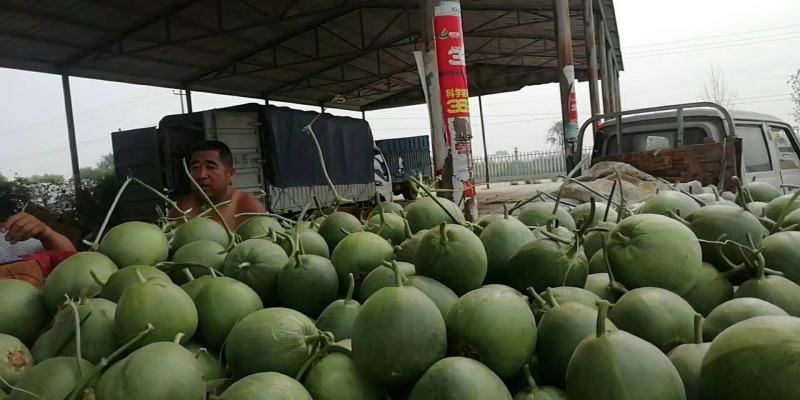 河北巨鹿县甜瓜保质保量对接全国客商产地直发可产地看货