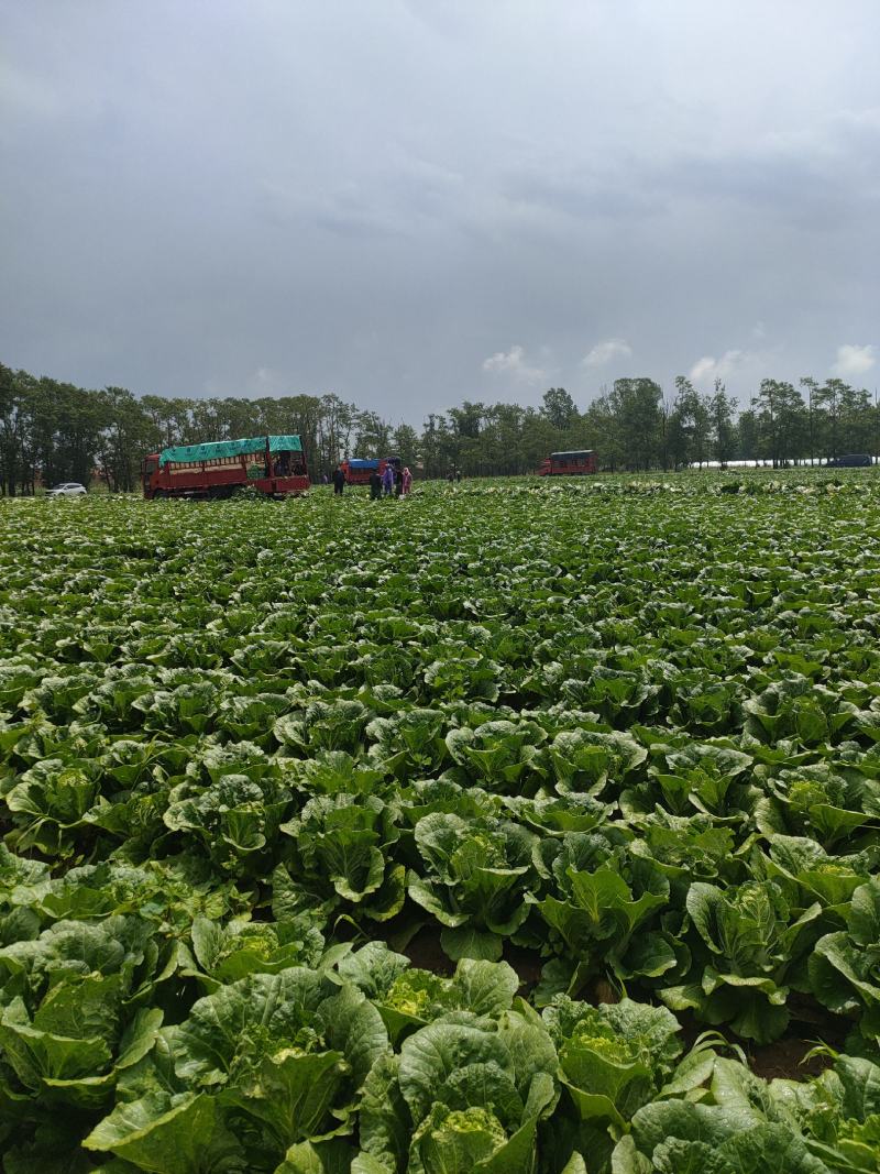 张家口蔚县白菜