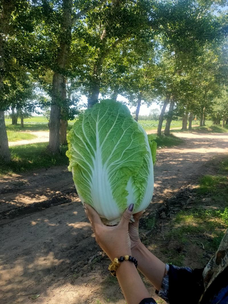 张家口蔚县白菜