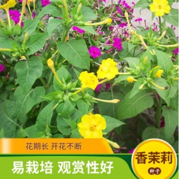 紫茉莉种子紫茉莉花种子红茉莉地雷花家庭庭院阳台驱蚊虫
