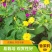 紫茉莉种子紫茉莉花种子红茉莉地雷花家庭庭院阳台驱蚊虫