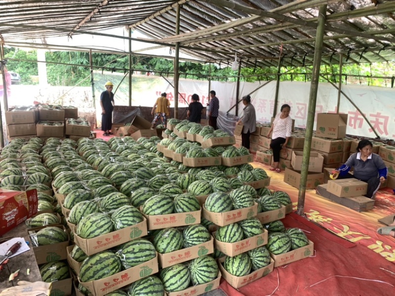 解氏精品刻字美都西瓜新地直生苗大棚头茬瓜质量三包