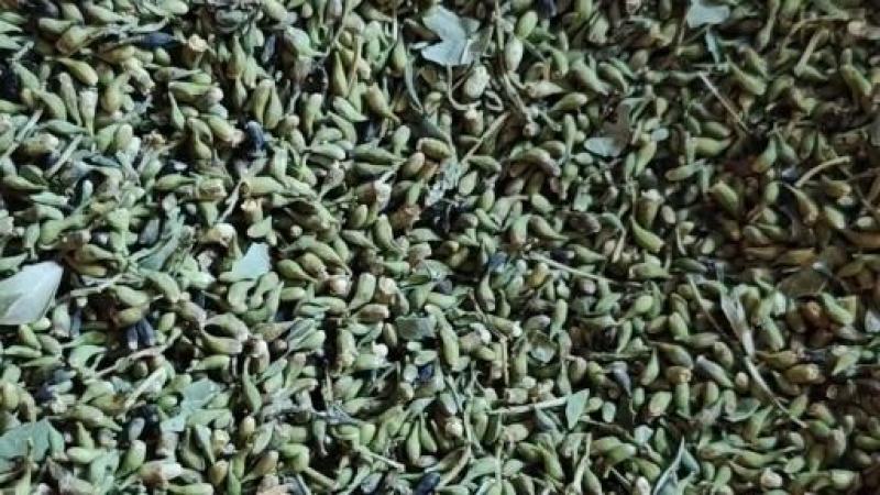 湖北槐米，青槐米，黄槐米颗粒无杂新货上市了