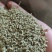 湖北槐米，青槐米，黄槐米颗粒无杂新货上市了