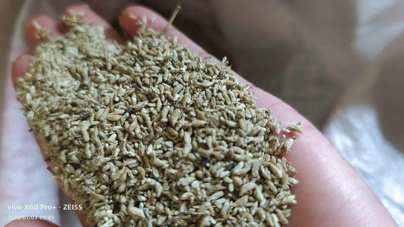 湖北槐米，青槐米，黄槐米颗粒无杂新货上市了