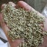 湖北槐米，青槐米，黄槐米颗粒无杂新货上市了