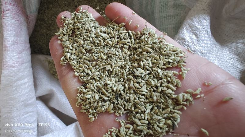湖北槐米，青槐米，黄槐米颗粒无杂新货上市了