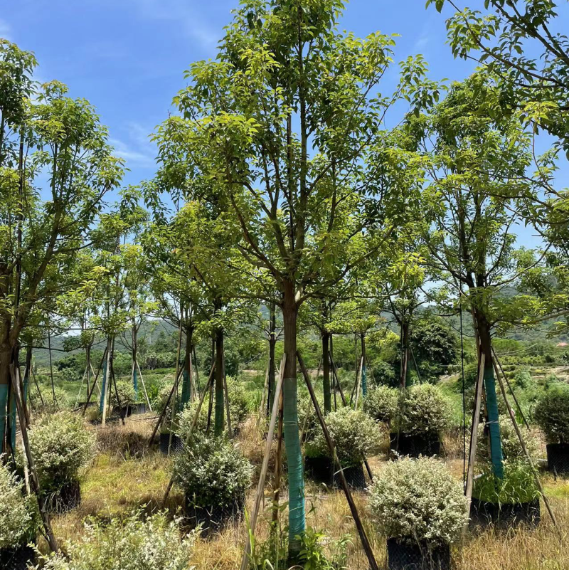 香樟，大量供应，基地直发，保证质量，全国发货