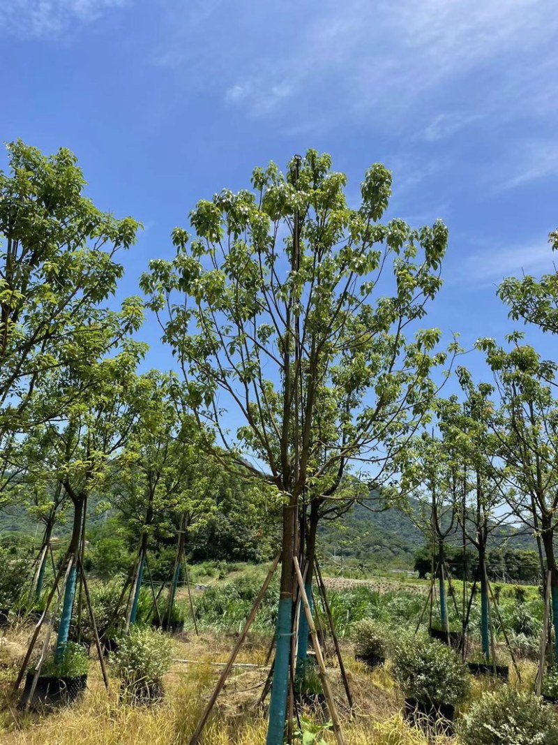 香樟，大量供应，基地直发，保证质量，全国发货