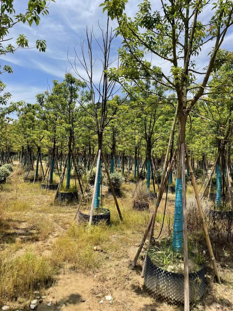 香樟，大量供应，基地直发，保证质量，全国发货