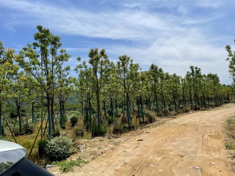 香樟，大量供应，基地直发，保证质量，全国发货