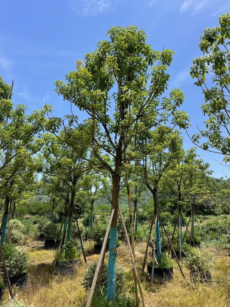 香樟，大量供应，基地直发，保证质量，全国发货