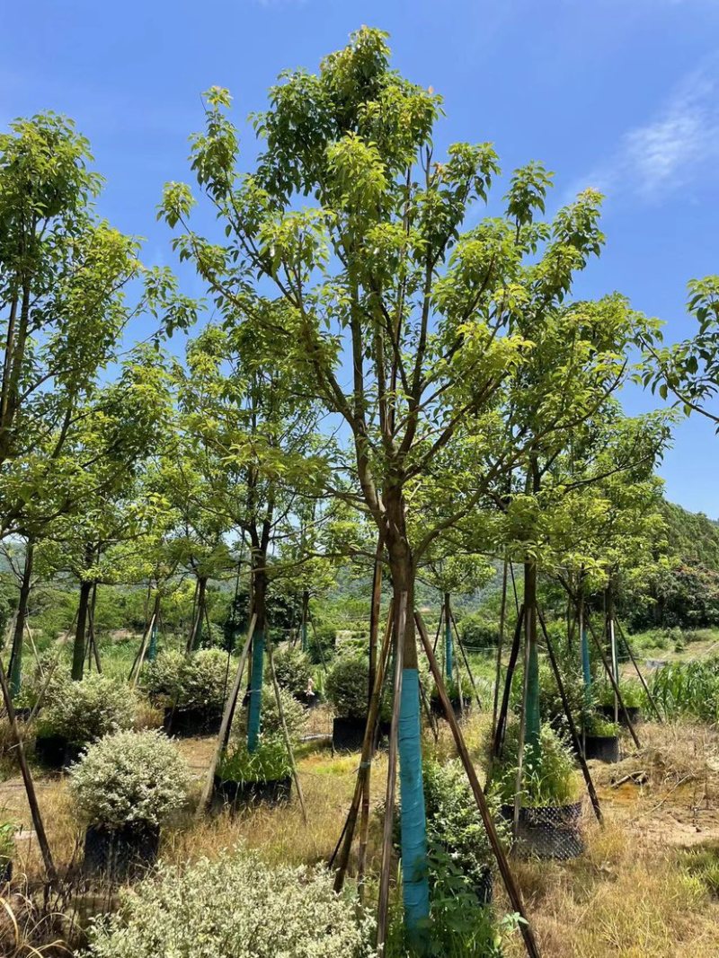 香樟，大量供应，基地直发，保证质量，全国发货