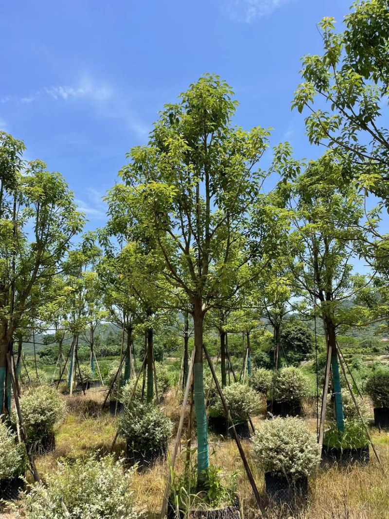 香樟，大量供应，基地直发，保证质量，全国发货