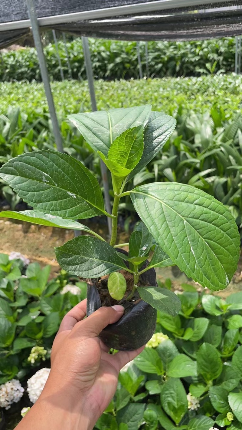 八仙花，现货大量供应，基地直销，保证质量