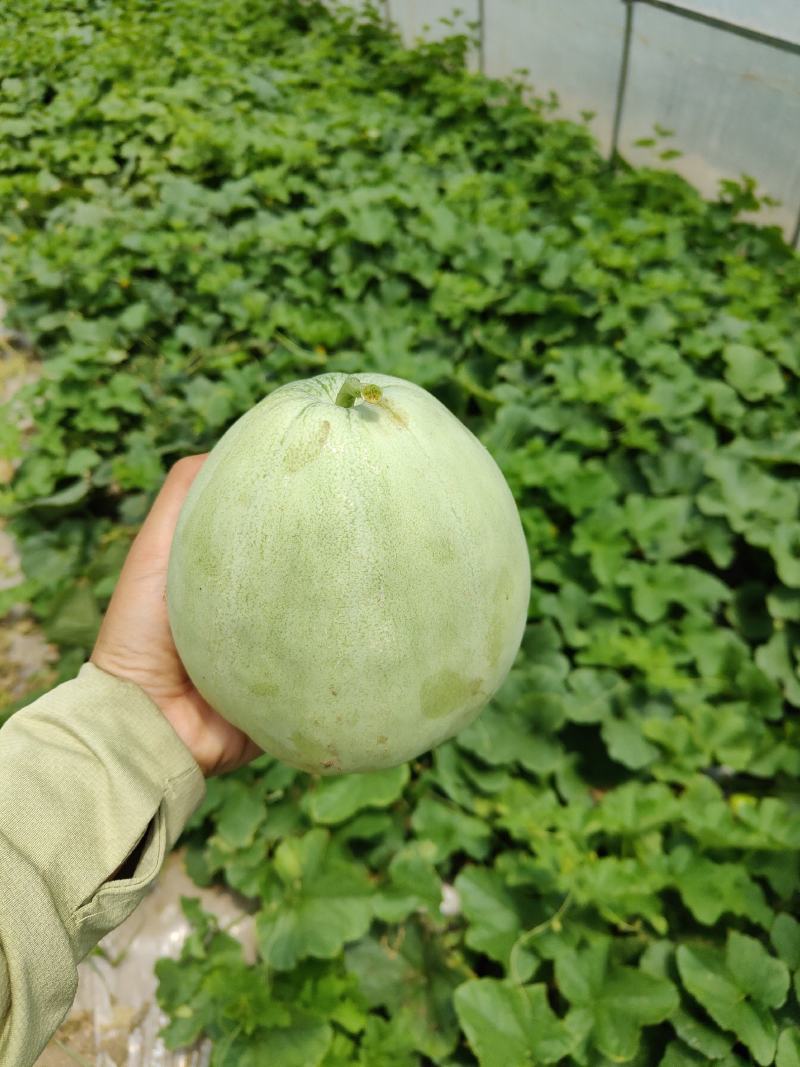 南通海门头茬精品绿宝，青皮绿瓤，脆甜可口！大量上市！