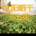 云南文山当年三七花4年花新花上市500克云南文山三七花