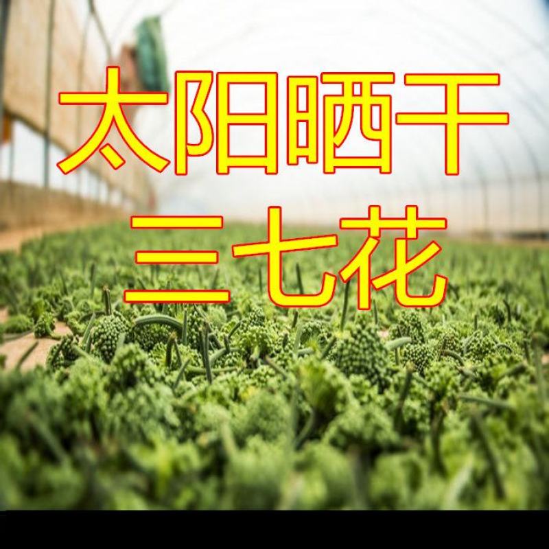 云南文山当年三七花4年花新花上市500克云南文山三七花