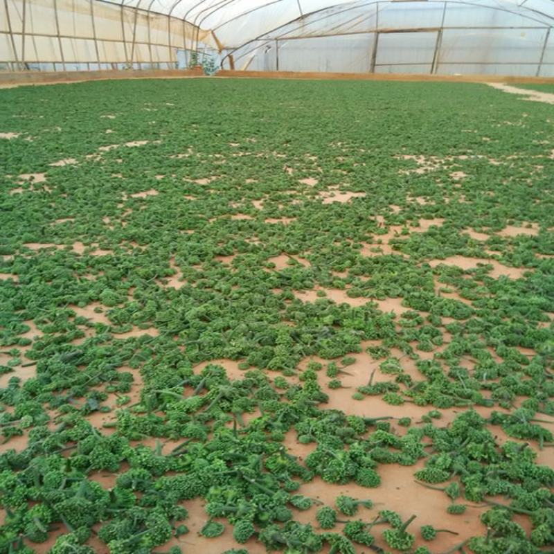 云南文山当年三七花4年花新花上市500克云南文山三七花
