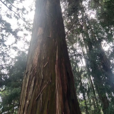 古建木材，大杉树，10米以上尾径30起要货的招手