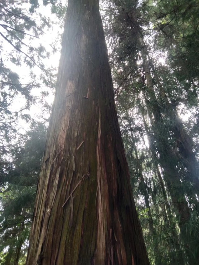 古建木材，大杉树，10米以上尾径30起要货的招手