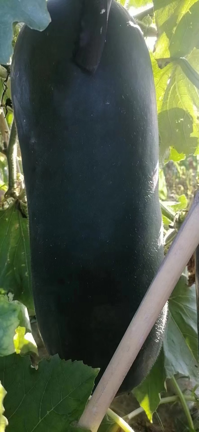 河南商丘大量现货供应优质精品黑皮吊冬瓜欢迎选购