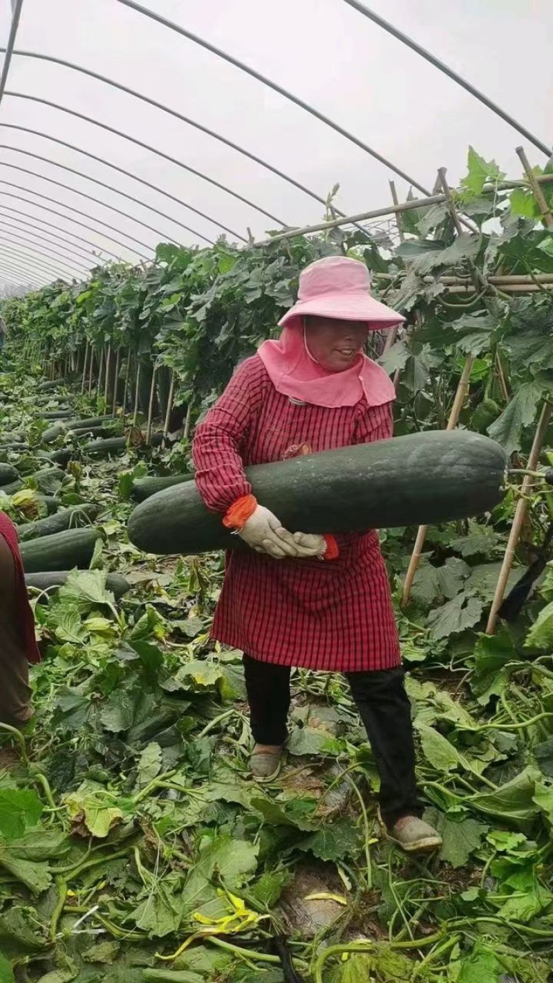 河南商丘大量现货供应优质精品黑皮吊冬瓜欢迎选购