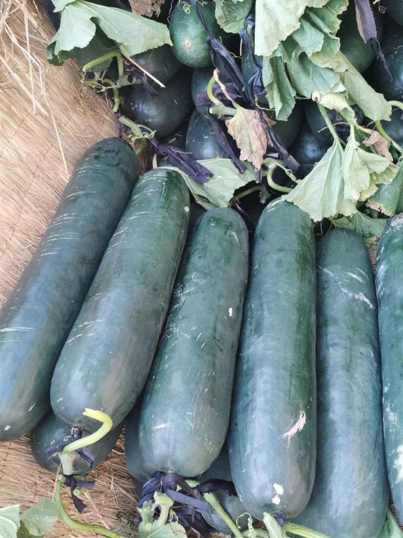 河南商丘大量现货供应优质精品黑皮吊冬瓜欢迎选购