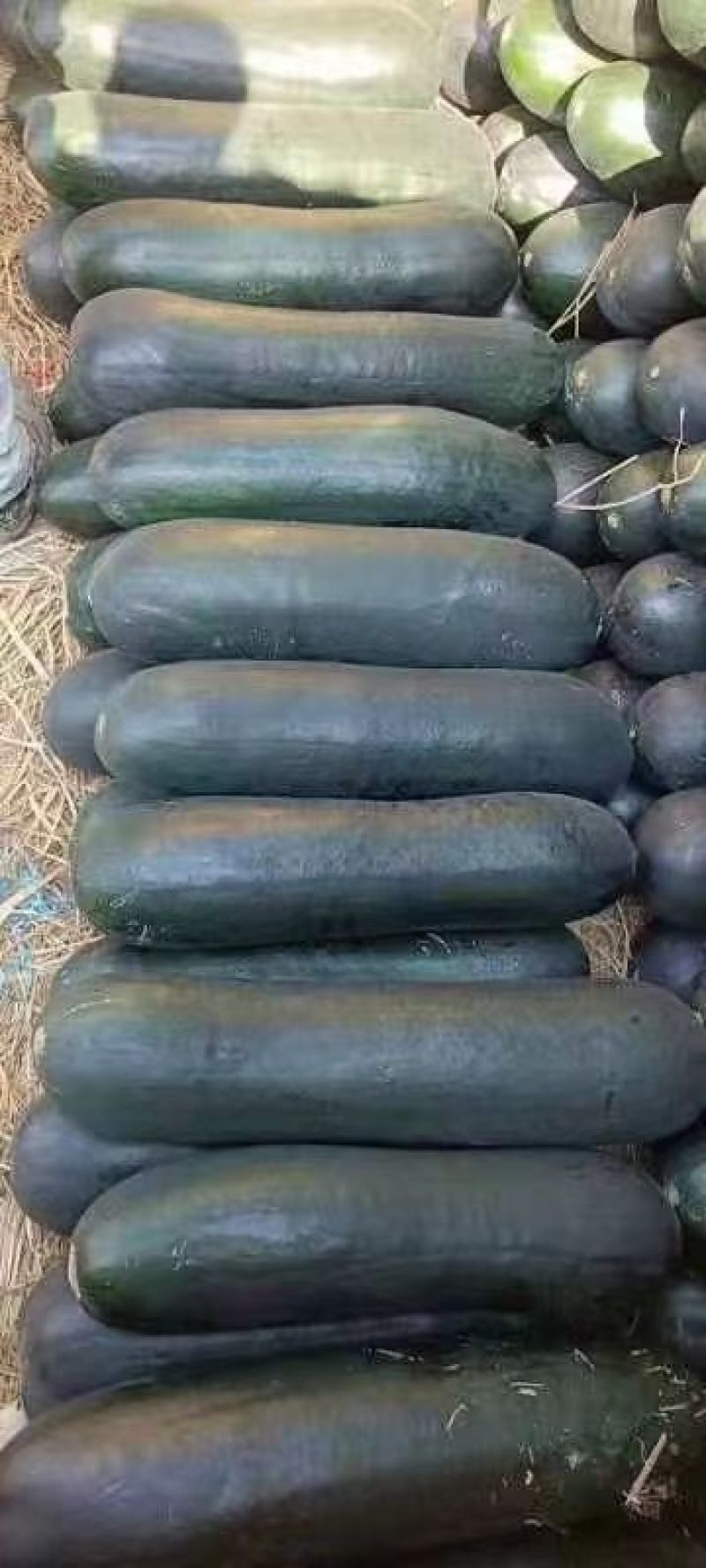 河南商丘大量现货供应优质精品黑皮吊冬瓜欢迎选购