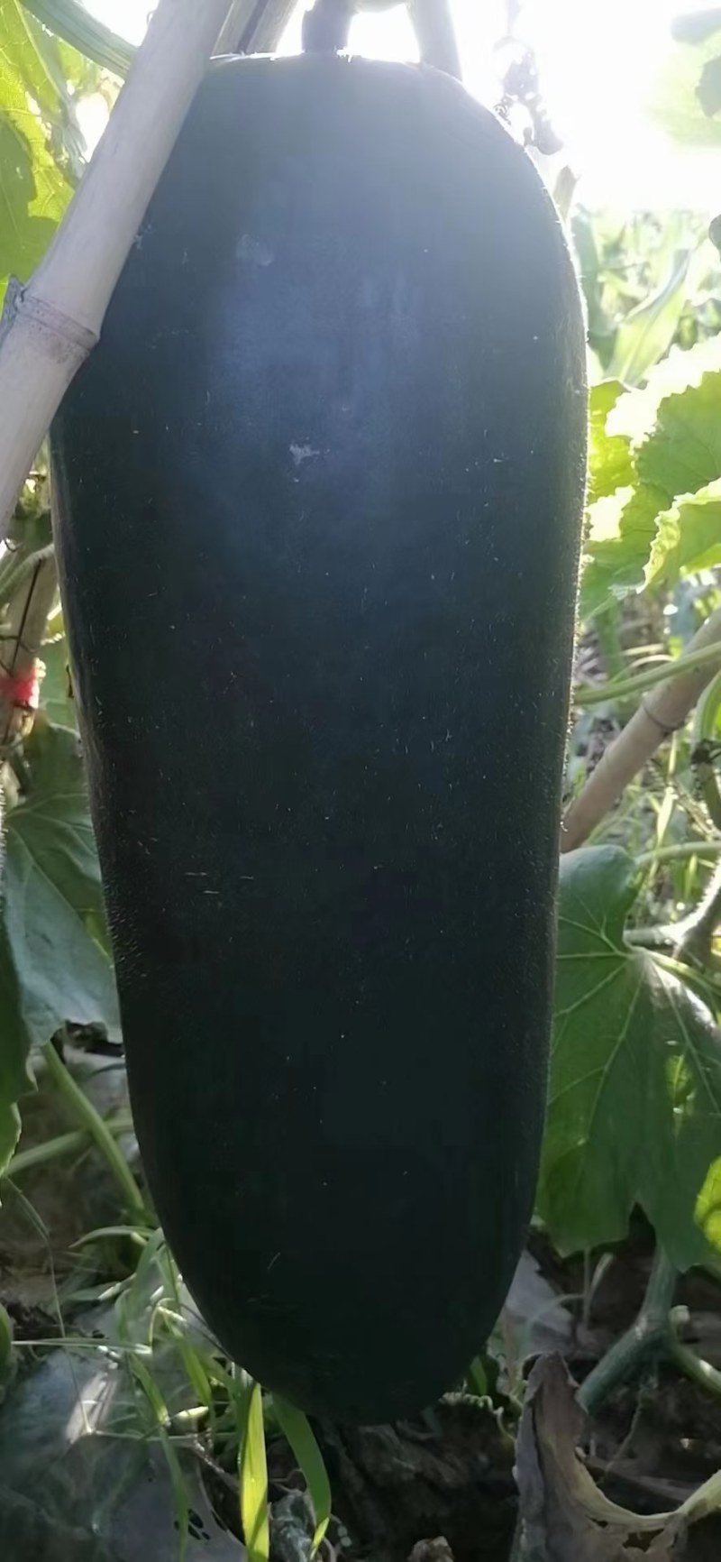 河南商丘大量现货供应优质精品黑皮吊冬瓜欢迎选购