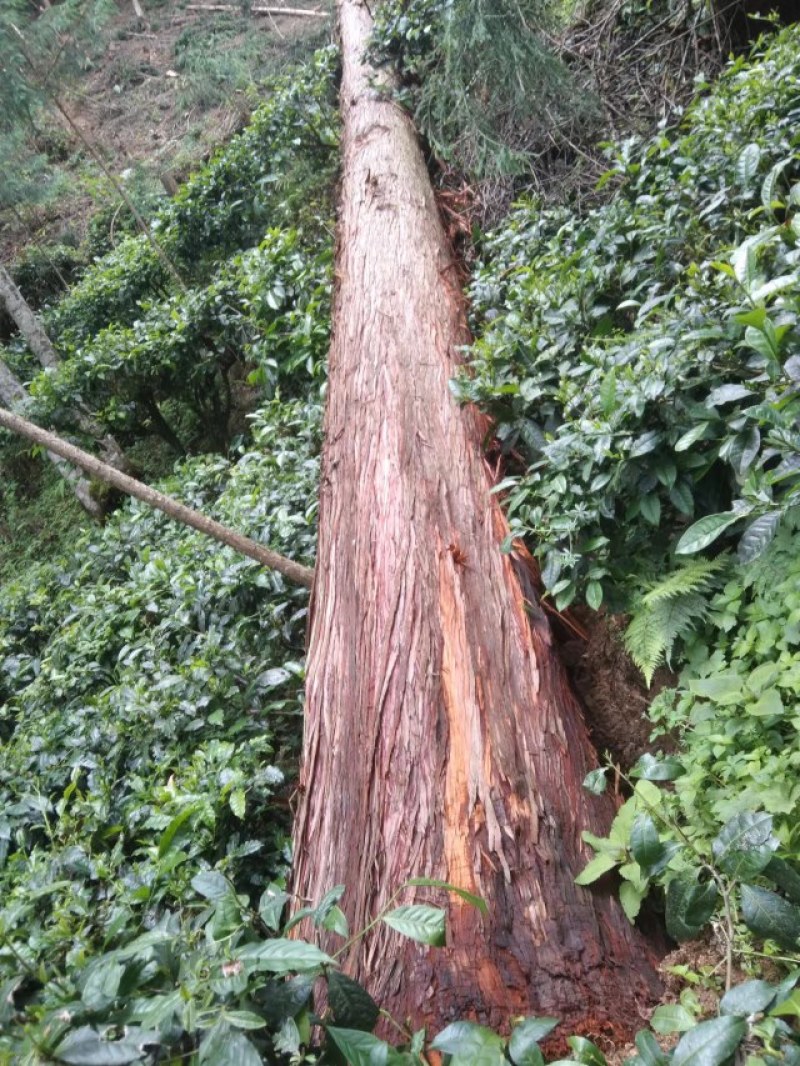 古建木材，大杉树，10米以上尾径30起要货的招手