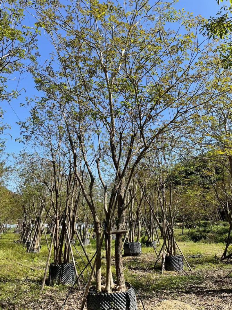 丛生风铃木，原产地直发，一手货源，保证质量，诚信经营