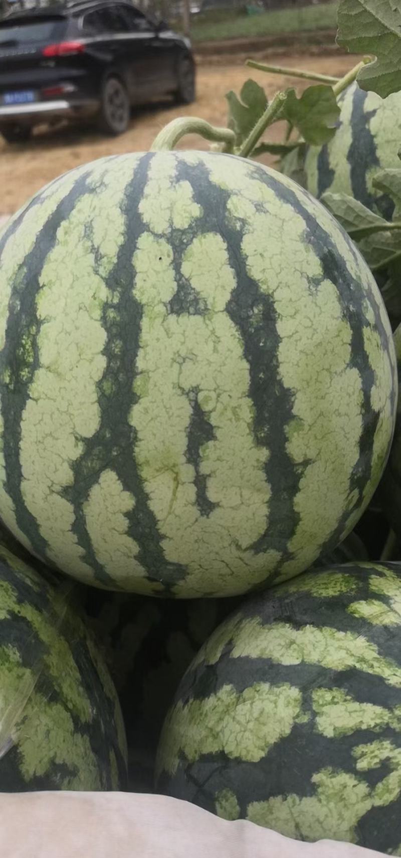 精品美都保质保量