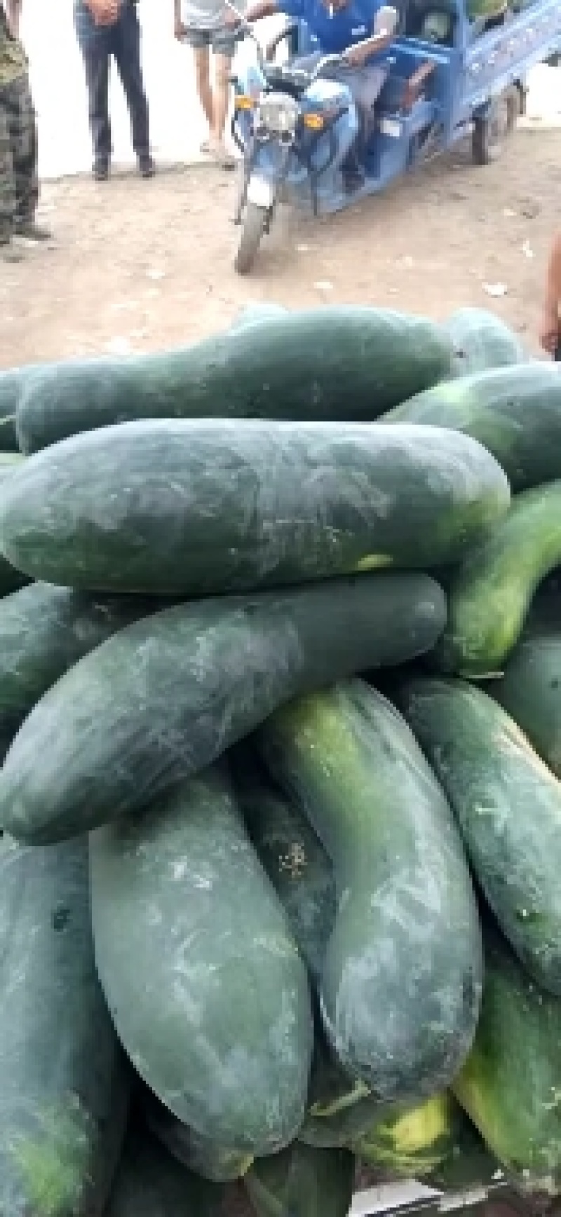 黑皮地冬瓜，中条，底光，皮色量，耐运输，量大你就来，诚信