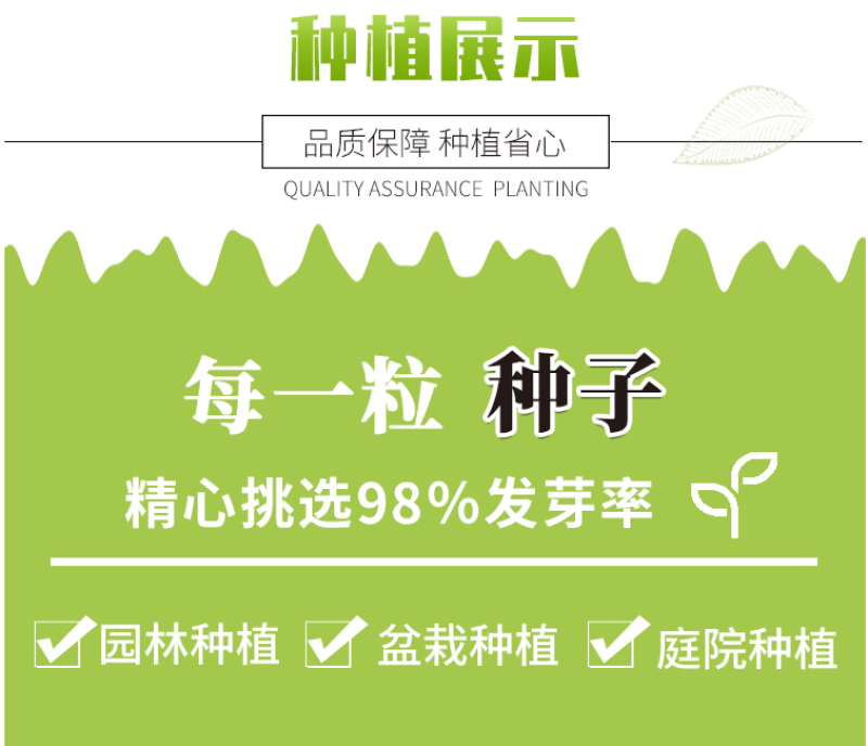 火炬花种子多年生宿根火把莲盆栽室外庭院春秋四季易活