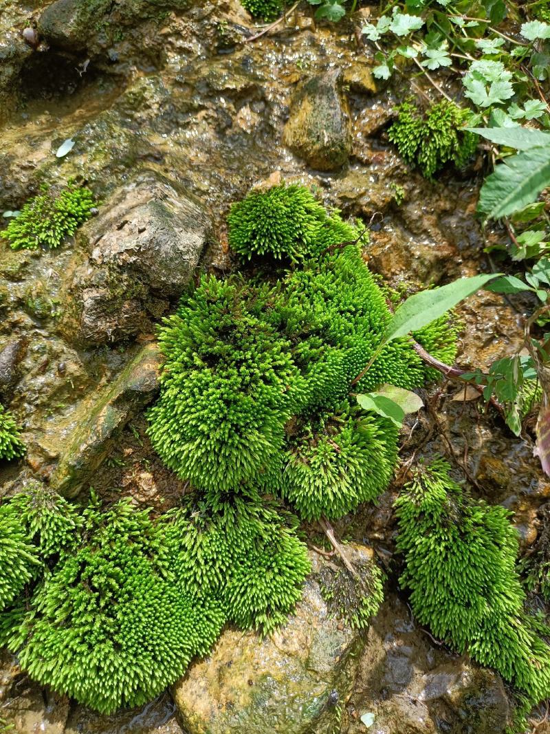 各种苔藓批发