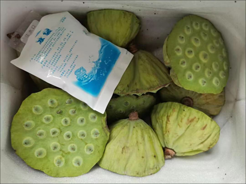 大量现货供应新鲜莲蓬电商、工厂、商超。支持一件代发