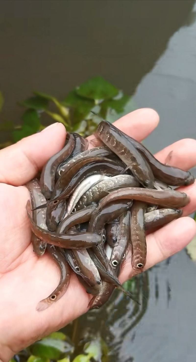 七星鱼苗，