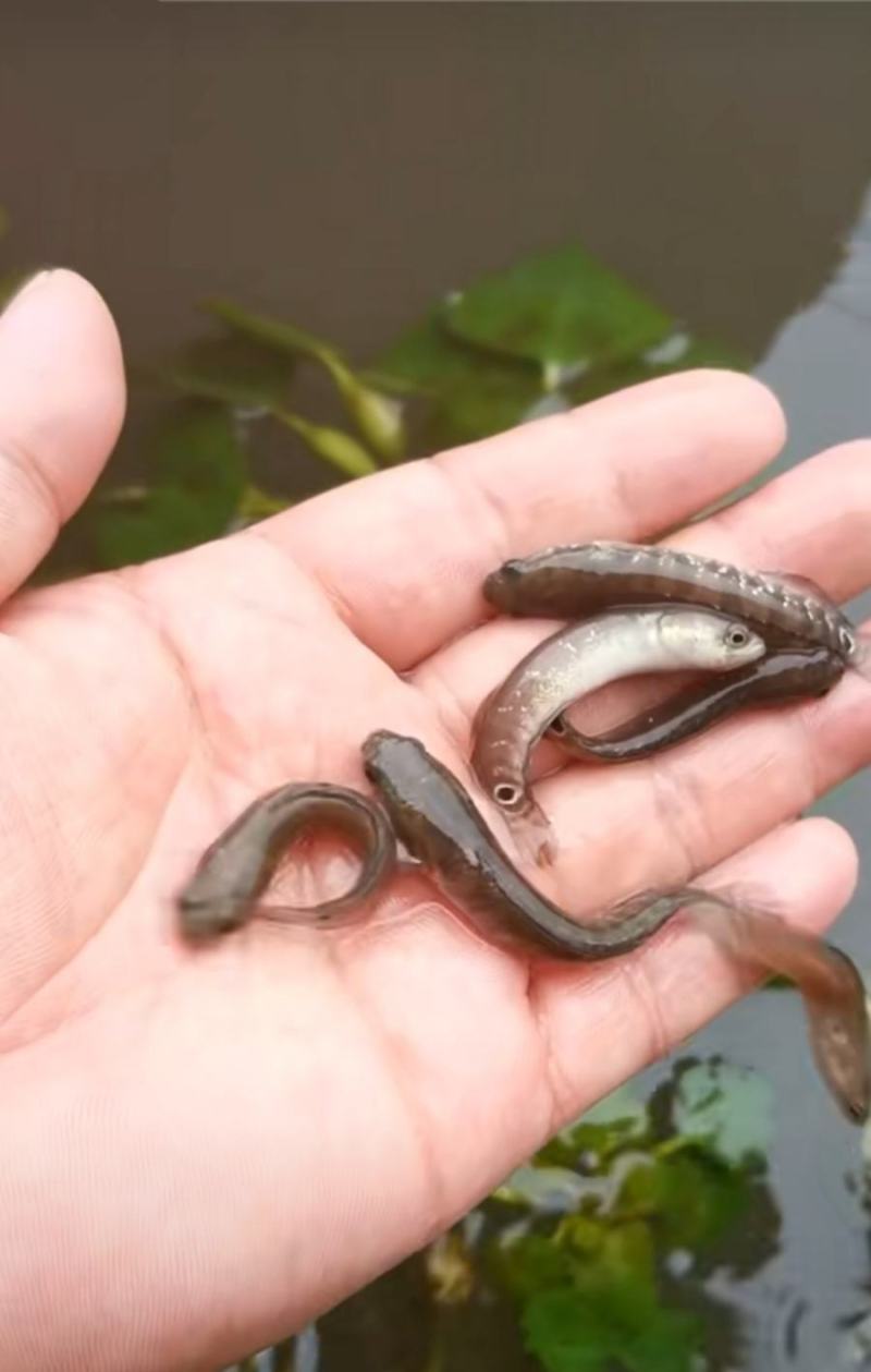 七星鱼苗，