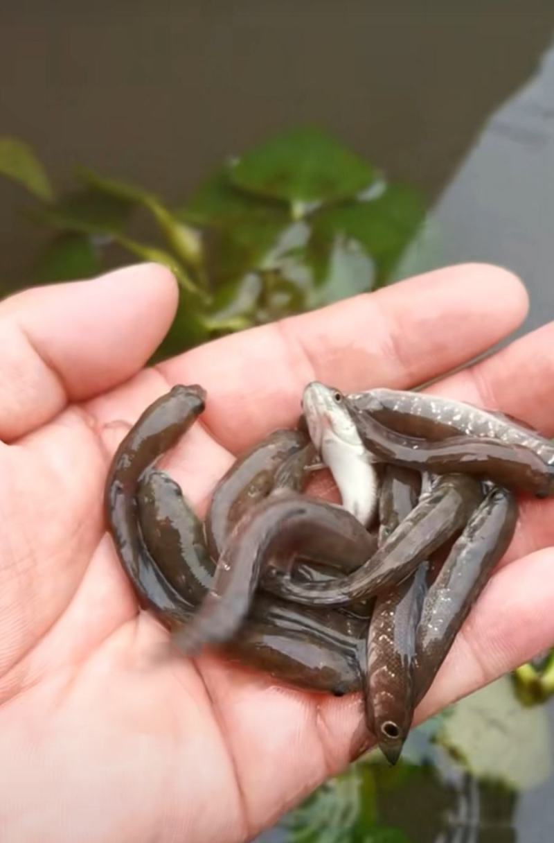 七星鱼苗，