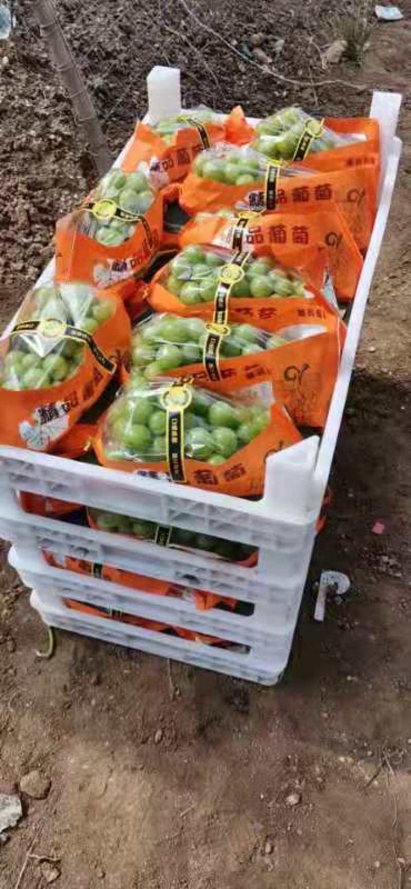 我们这有大量的阳光玫瑰葡萄