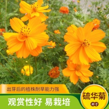 硫华菊种子黄波斯菊花种子黄秋英花籽四季易活庭院花海