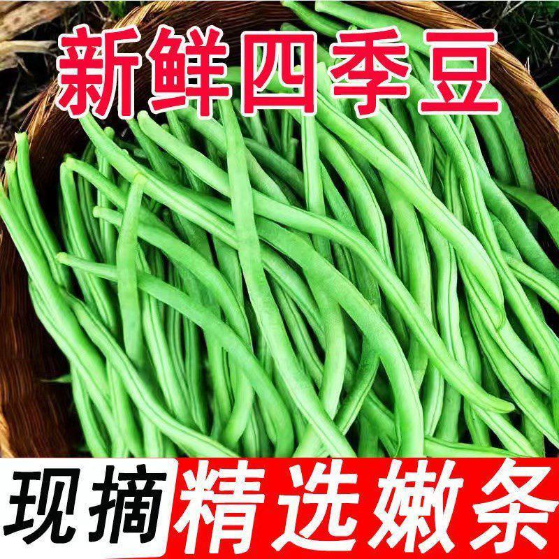 【精品】宜昌长阳高山四季豆大量上市，量大从优，质量保证
