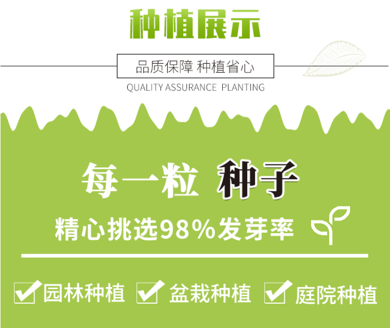 勿忘我花种子宿根多年生花卉勿忘草种籽耐寒四季开花盆栽