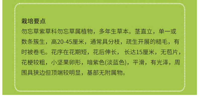 勿忘我花种子宿根多年生花卉勿忘草种籽耐寒四季开花盆栽