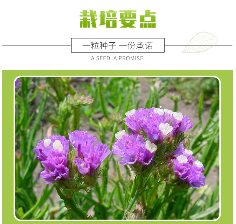 勿忘我花种子宿根多年生花卉勿忘草种籽耐寒四季开花盆栽