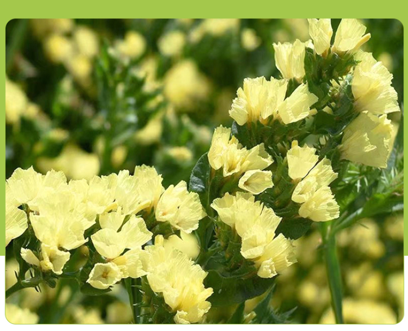 勿忘我花种子宿根多年生花卉勿忘草种籽耐寒四季开花盆栽